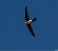 Alpine Swift