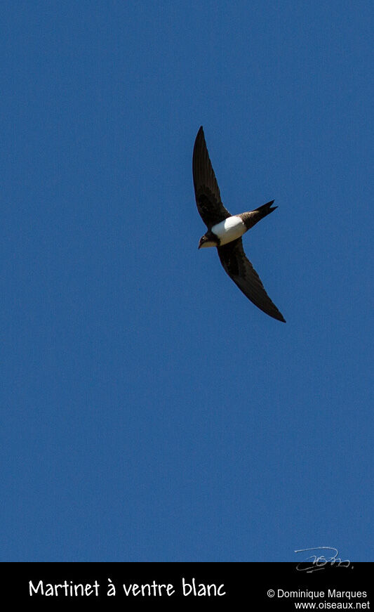 Alpine Swiftadult, Flight