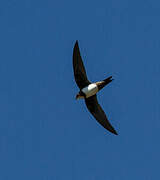 Alpine Swift