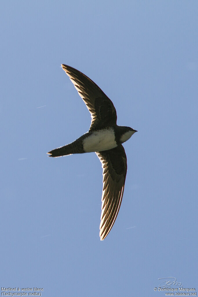 Alpine Swiftadult, Flight