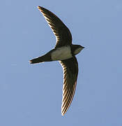 Alpine Swift