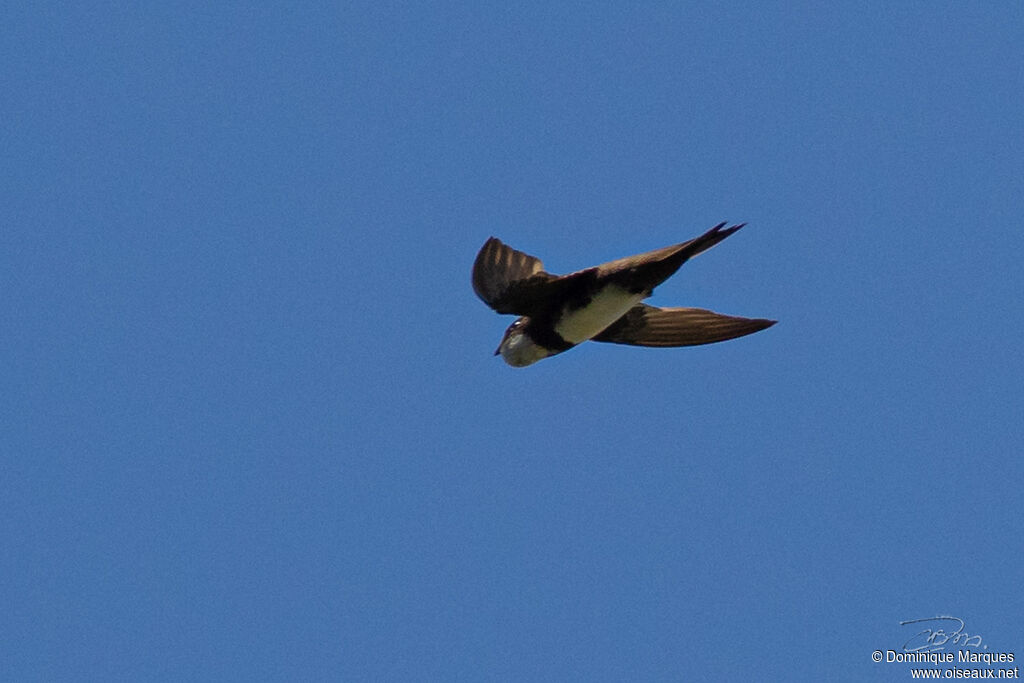 Alpine Swiftadult, identification