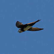 Alpine Swift