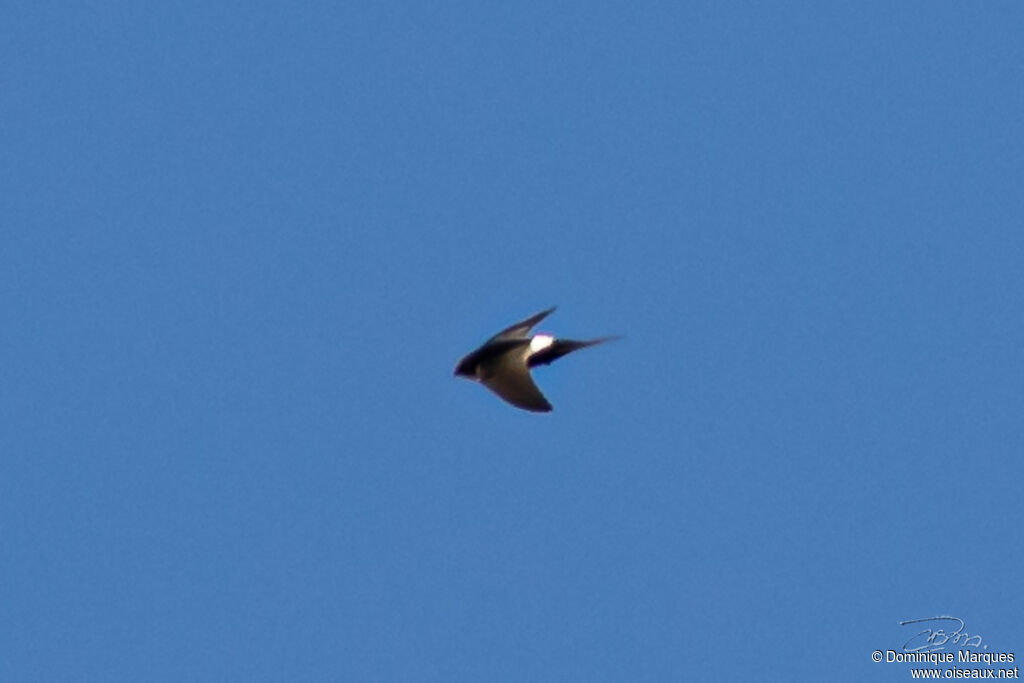 White-rumped Swiftadult, identification