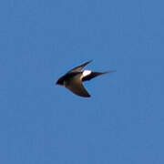 White-rumped Swift