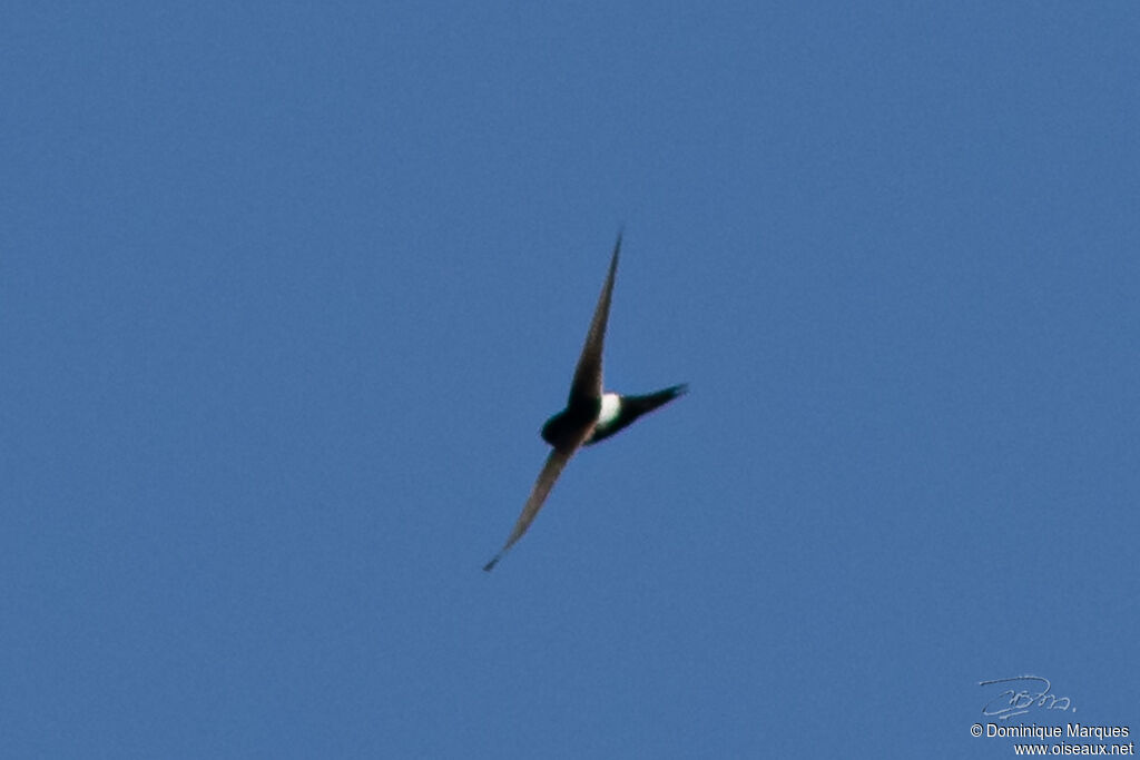 White-rumped Swiftadult, identification