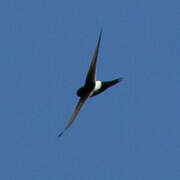 White-rumped Swift