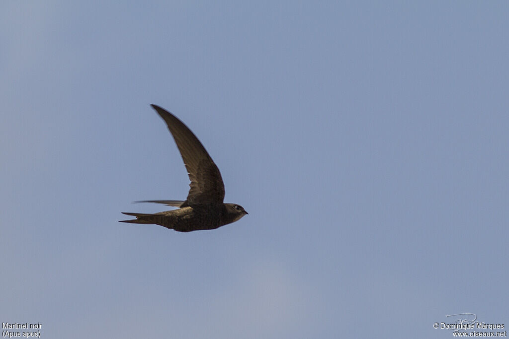 Common Swiftadult, Flight