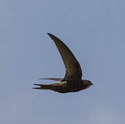 Common Swift