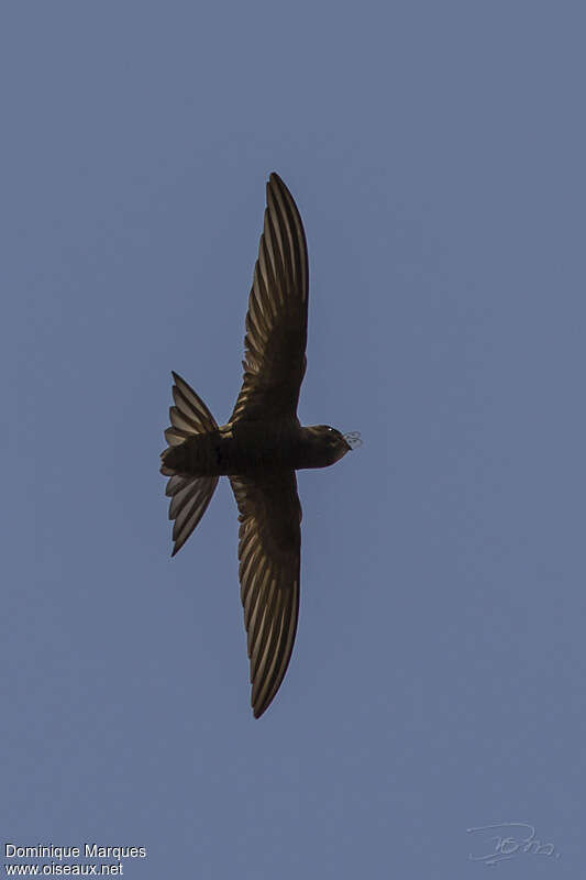 Common Swiftadult, feeding habits