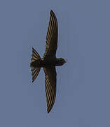 Common Swift