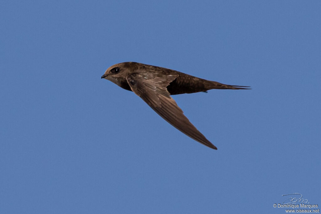 Common Swiftadult, Flight