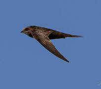 Common Swift