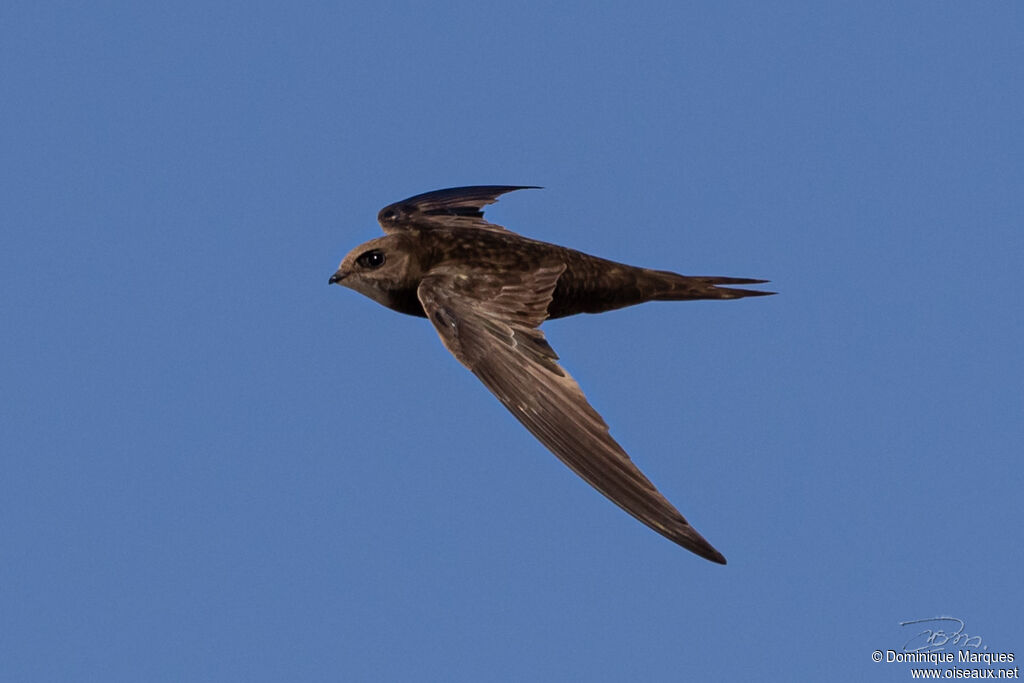 Common Swiftadult, Flight