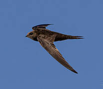 Common Swift