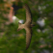 Pallid Swift