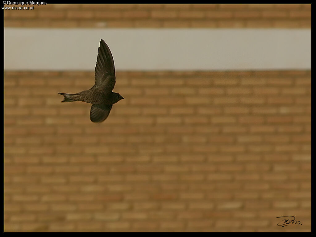 Pallid Swift