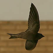 Pallid Swift