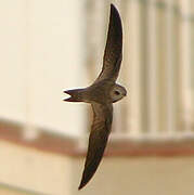 Pallid Swift