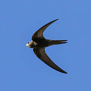 Pallid Swift