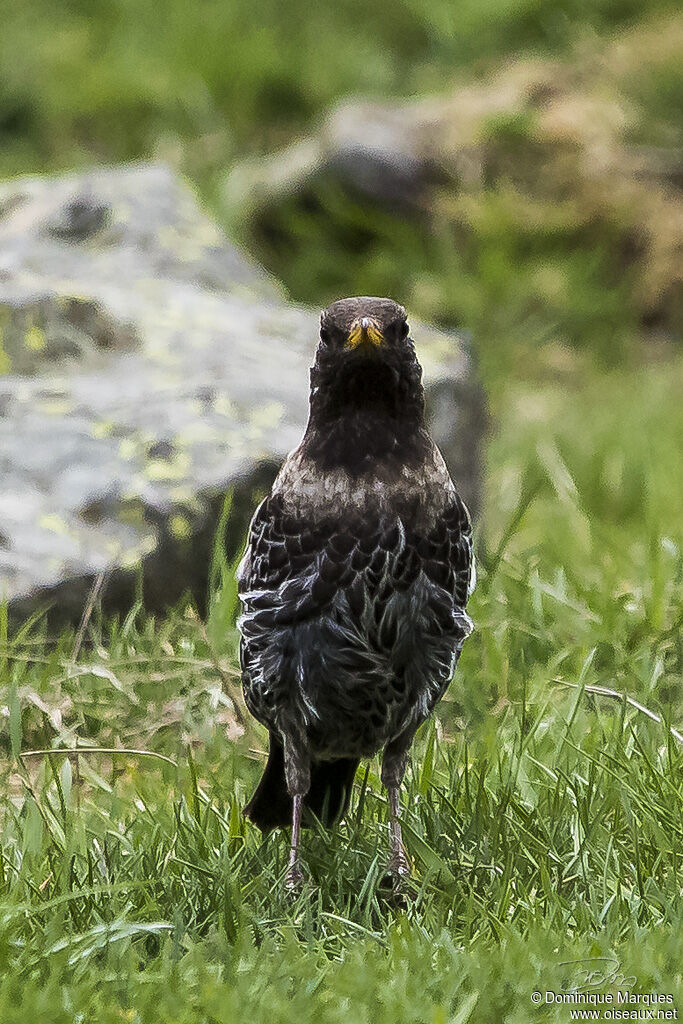 Merle à plastronadulte, identification