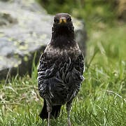 Ring Ouzel