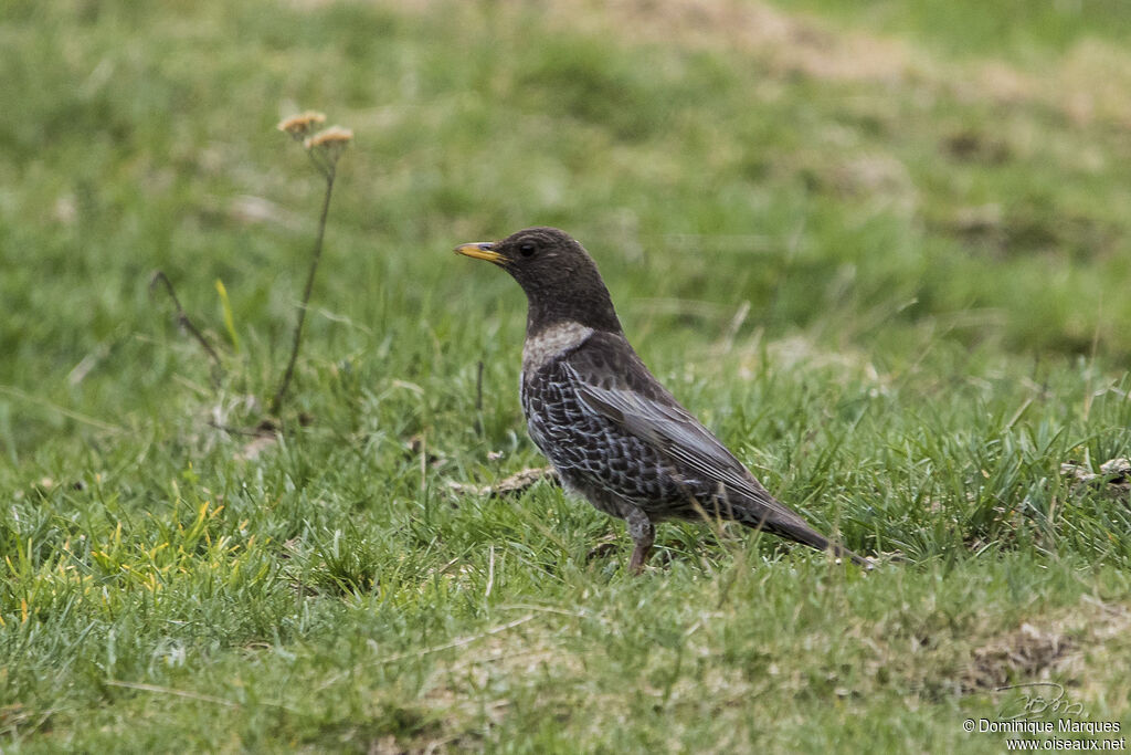 Merle à plastronadulte, identification