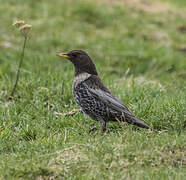 Ring Ouzel