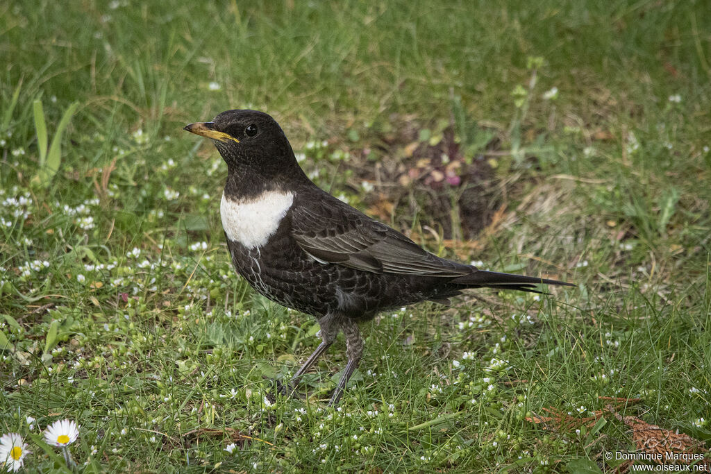 Ring Ouzel male adult, identification