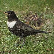 Ring Ouzel