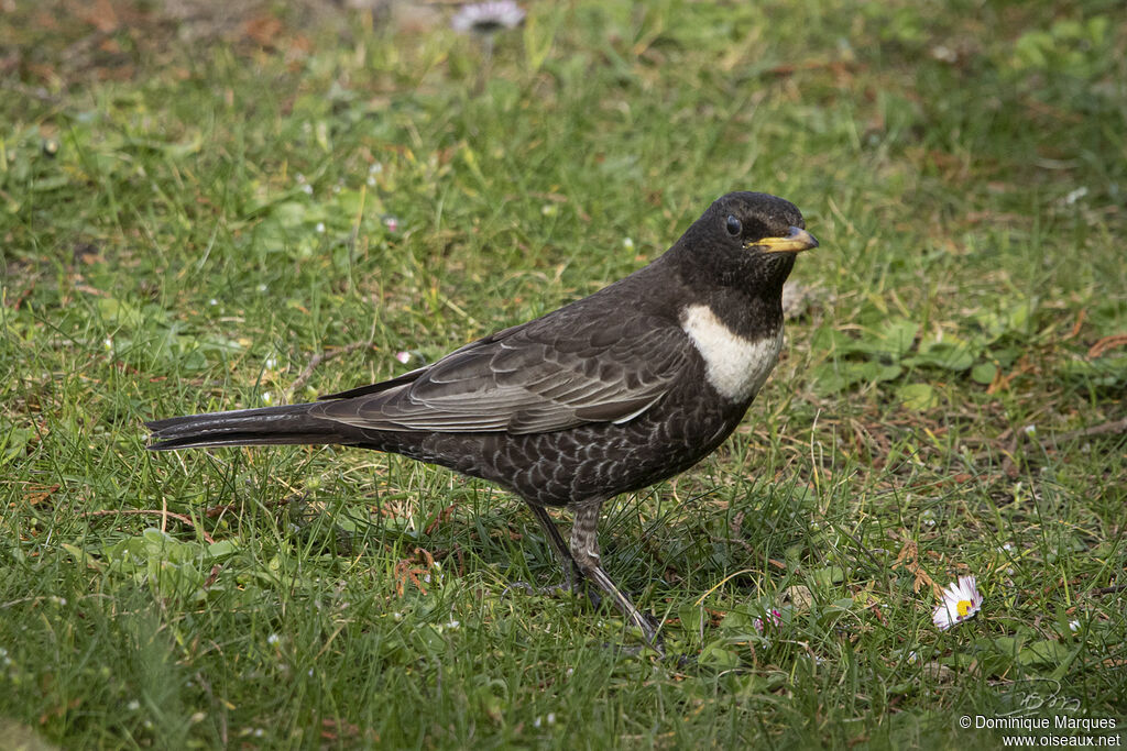 Ring Ouzel male adult breeding, identification