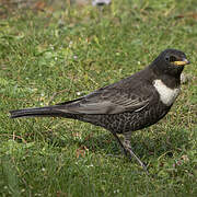 Ring Ouzel