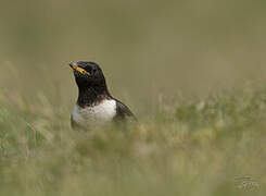 Ring Ouzel