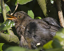 Common Blackbird