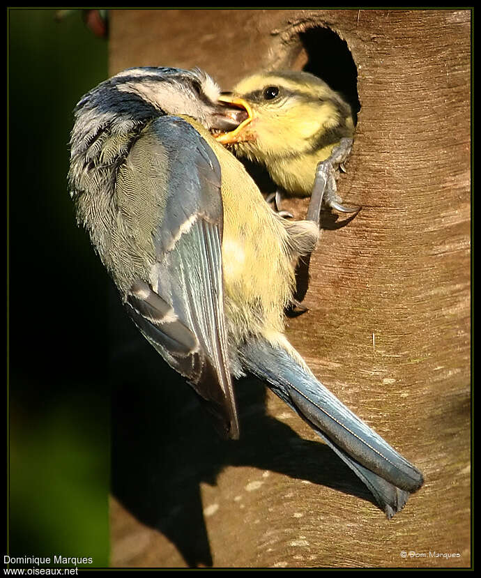 Mésange bleueadulte, Nidification