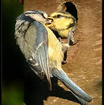 Mésange bleue