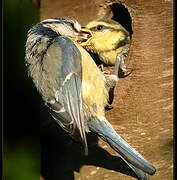 Mésange bleue