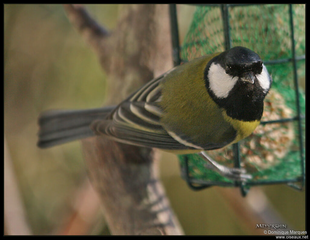 Mésange charbonnièreadulte, Comportement