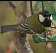 Great Tit