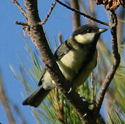 Great Tit