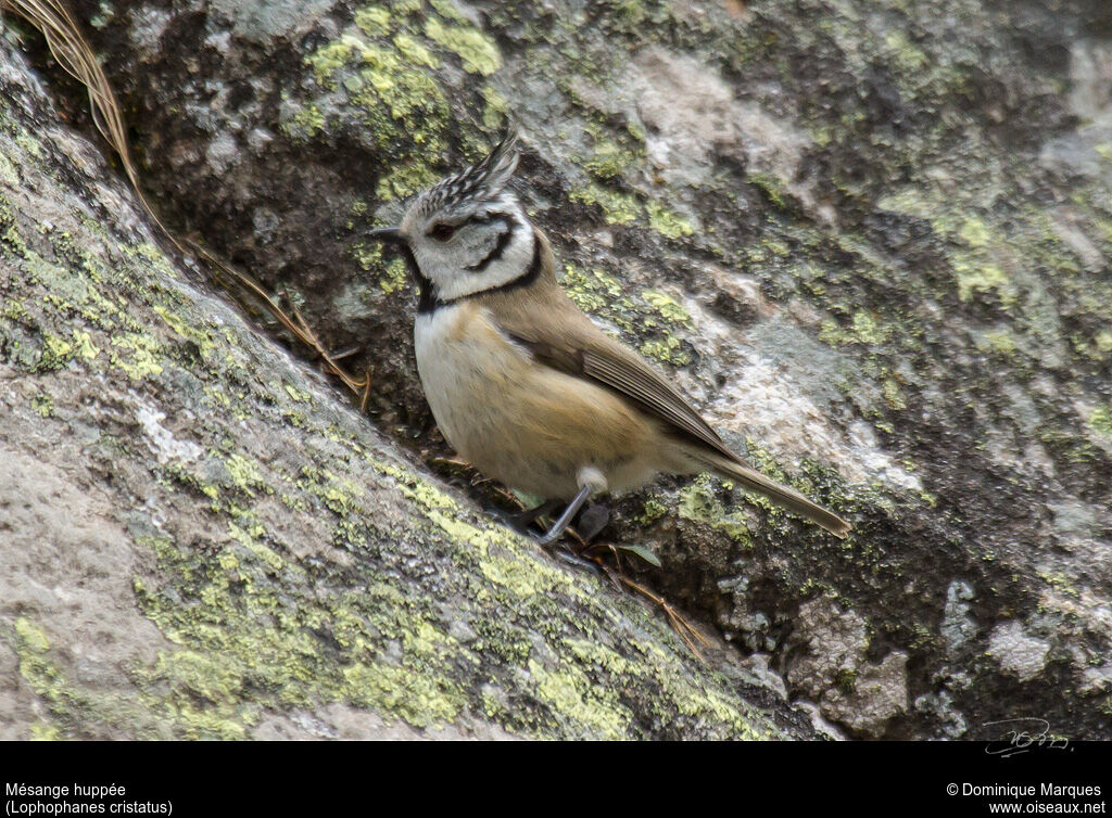 Crested Titadult, identification