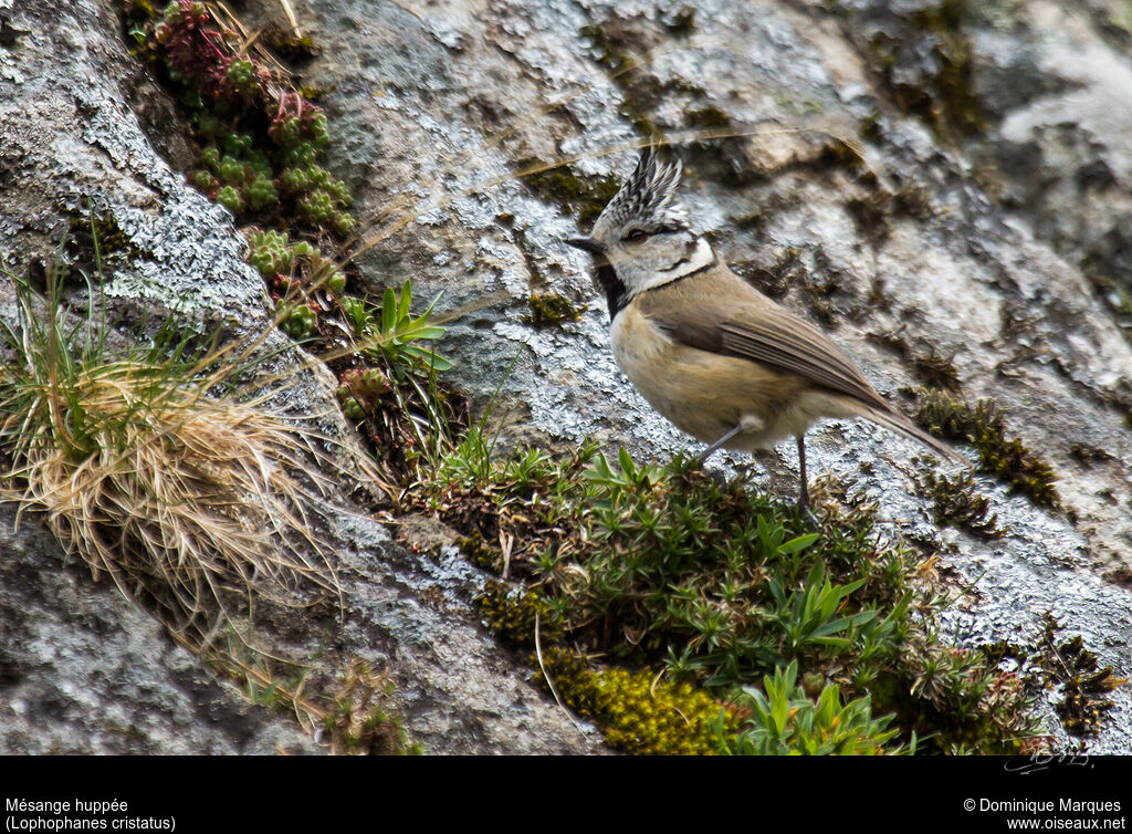 Mésange huppéeadulte, identification