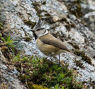 European Crested Tit