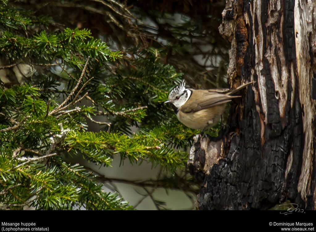 Crested Titadult, identification