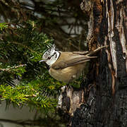 Crested Tit