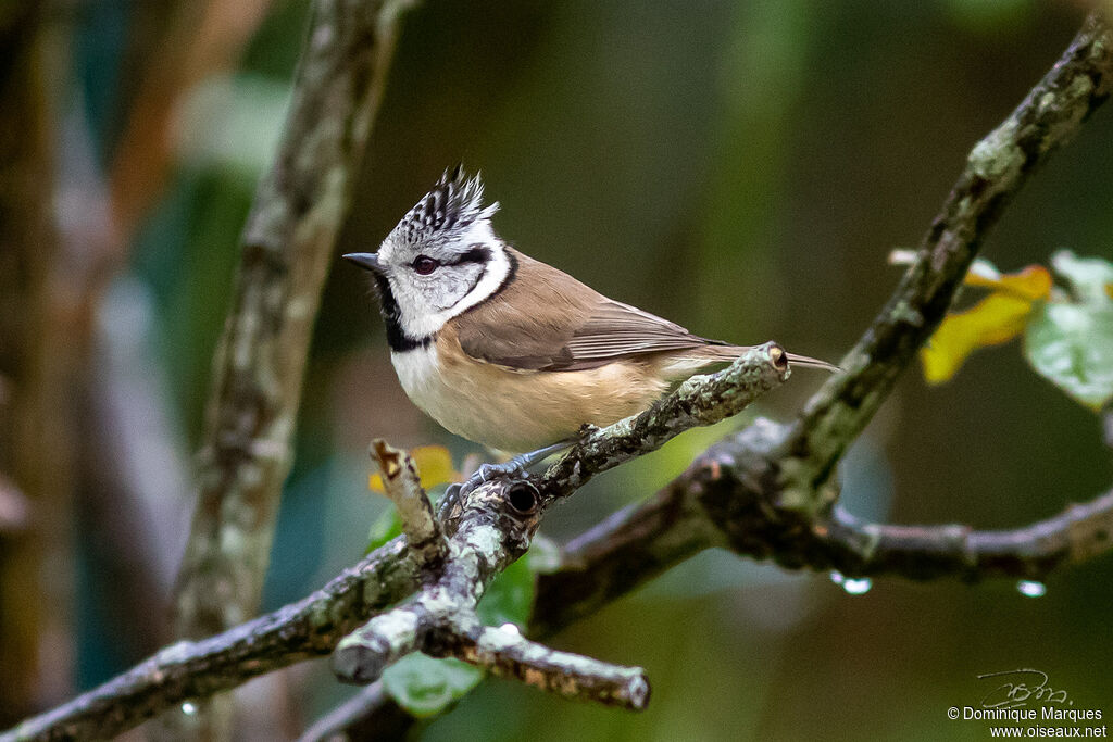 Mésange huppéeadulte, identification