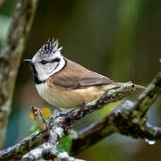 Crested Tit