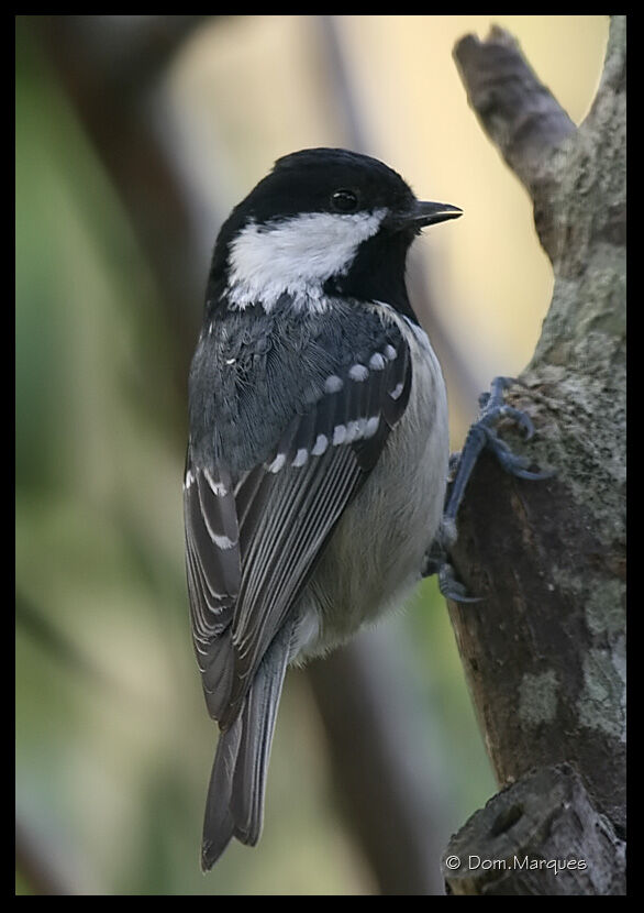 Mésange noireadulte