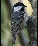 Coal Tit