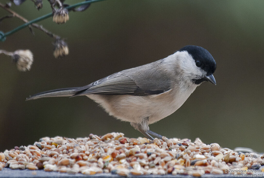 Mésange nonnetteadulte, identification